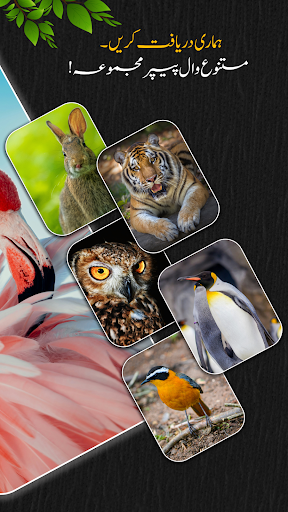 جانوروں اور پرندوں کے رنگ ٹون پی سی