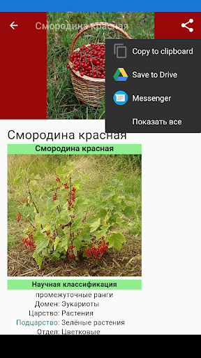 Справочник ягод - Фото ПК