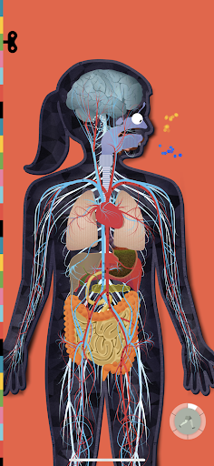 Het Menselijk Lichaam PC