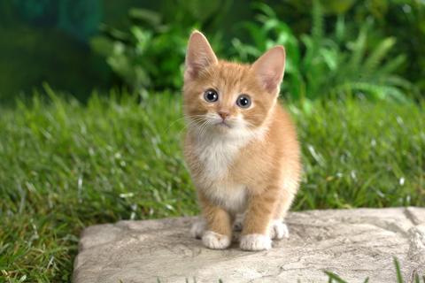 Cats Jigsaw Puzzles PC