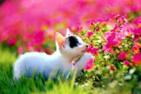 Cats Jigsaw Puzzles PC