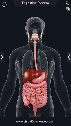 Digestive System PC