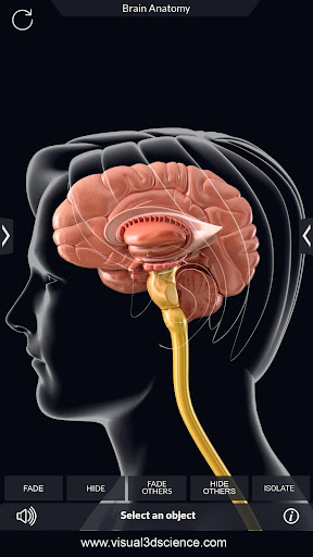 komputer My Brain Anatomy