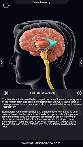 komputer My Brain Anatomy