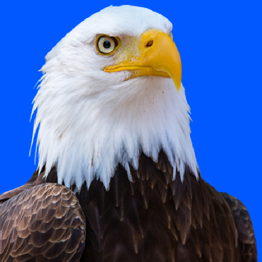 পশু রিংটোন : পশুর শব্দ