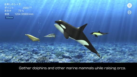Orca and marine mammals