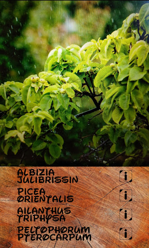 Identificatore alberi e piante PC