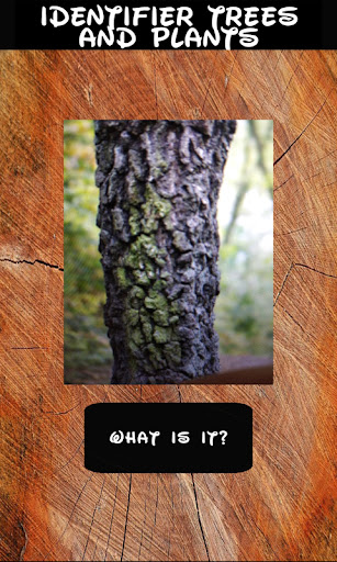 Identificatore alberi e piante PC