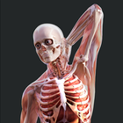 Irusu Human Anatomy 4D VR AR PC