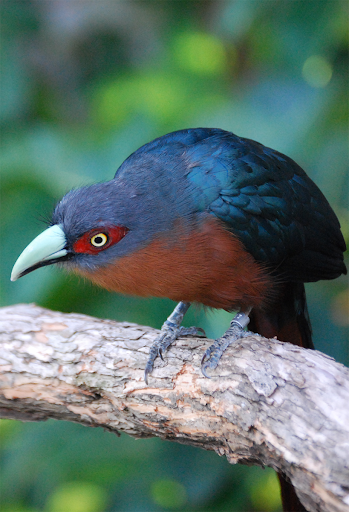 कोयल की आवाजें PC