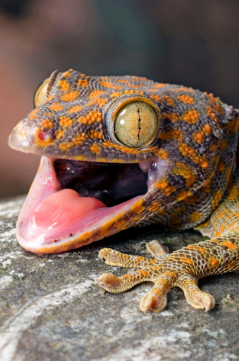 komputer Gecko Sounds