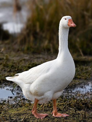 Goose Sounds پی سی