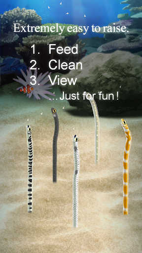 Garden Eel Pet