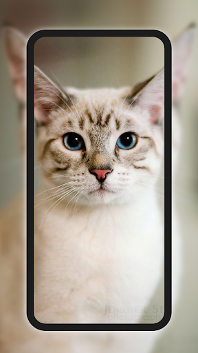 Meow Galaxy Wallpapers پی سی