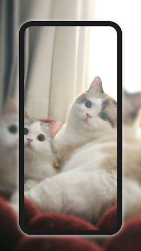 Meow Galaxy Wallpapers پی سی