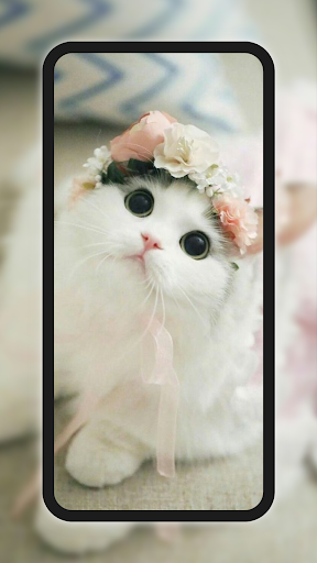 Meow Galaxy Wallpapers پی سی