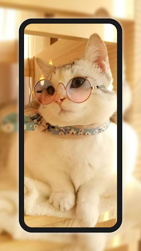 Meow Galaxy Wallpapers پی سی