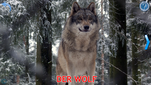 Kinder Tiere - Tiergeräusche