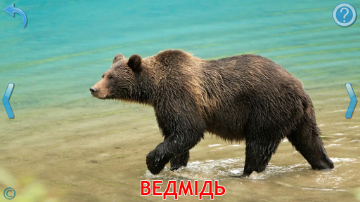 Тварини для Малюків (повна) PC