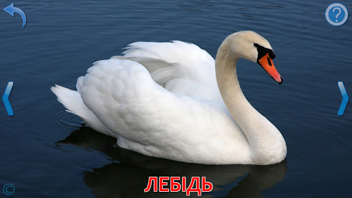 Тварини для Малюків (повна) PC