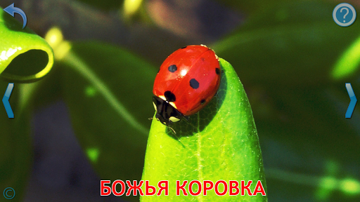 Малыш учит животных (полная) ПК