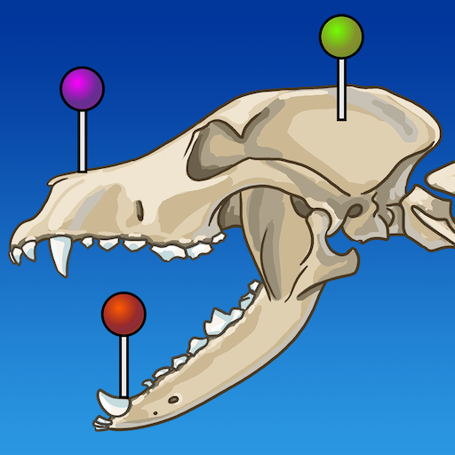 vet-Anatomy الحاسوب