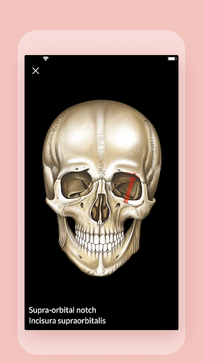 Easy anatomy. Medical atlas PC