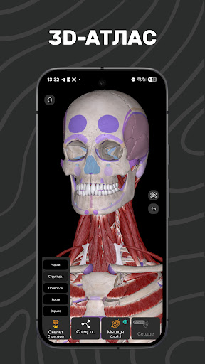 Easy Anatomy