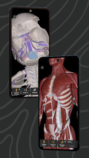 Easy Anatomy