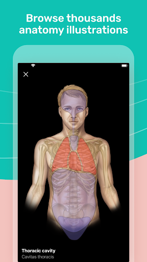 Easy anatomy. Medical atlas PC