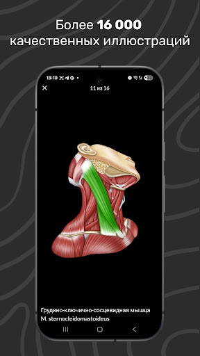 Easy Anatomy