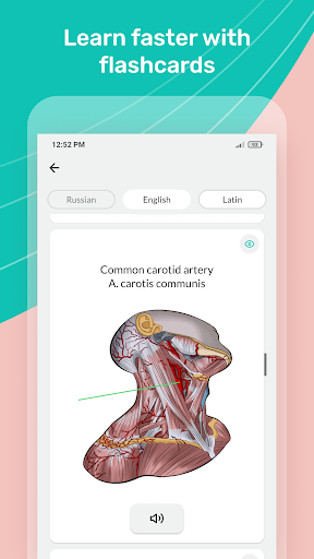 Easy anatomy. Medical atlas PC