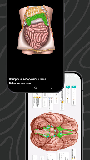 Easy Anatomy