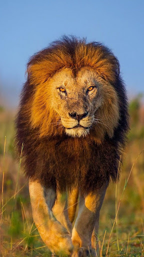 شیر وال پیپر پی سی